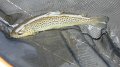 Kettle Brown6